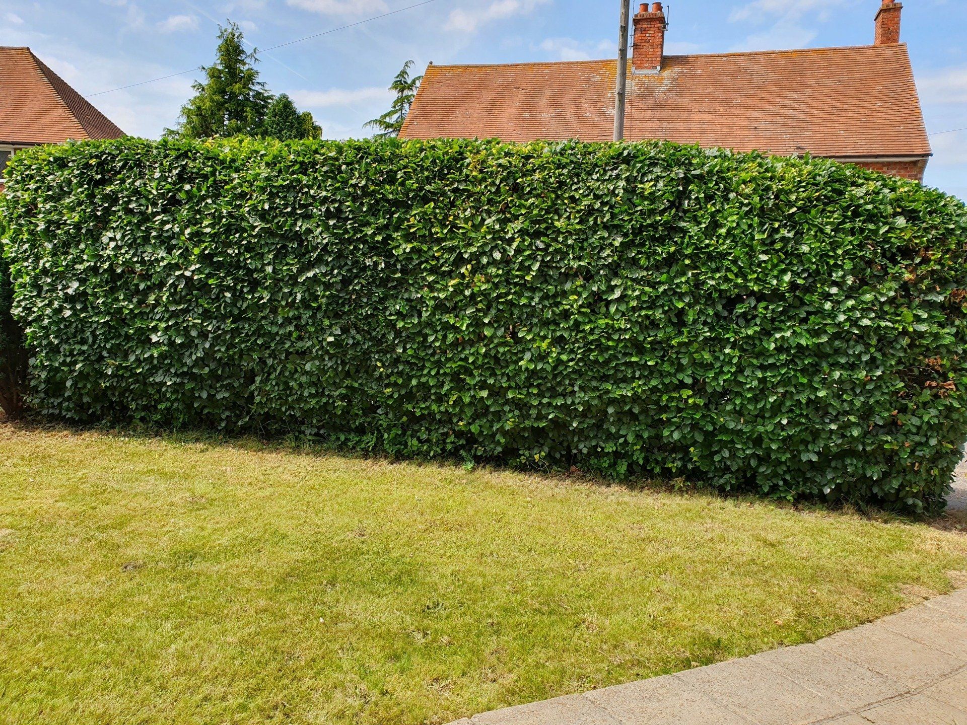 Hedge Cutting Canterbury