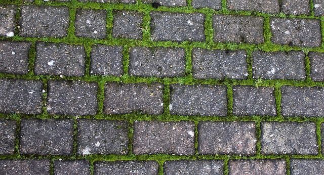 Blocked paved driveway covered in Moss and Lichen