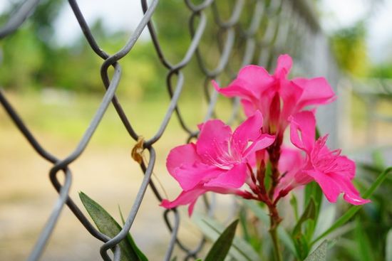 Fiore e recinzione