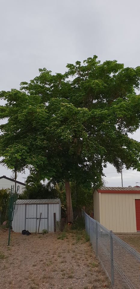 Tree — Barlows Tree Services in Rockhampton, QLD