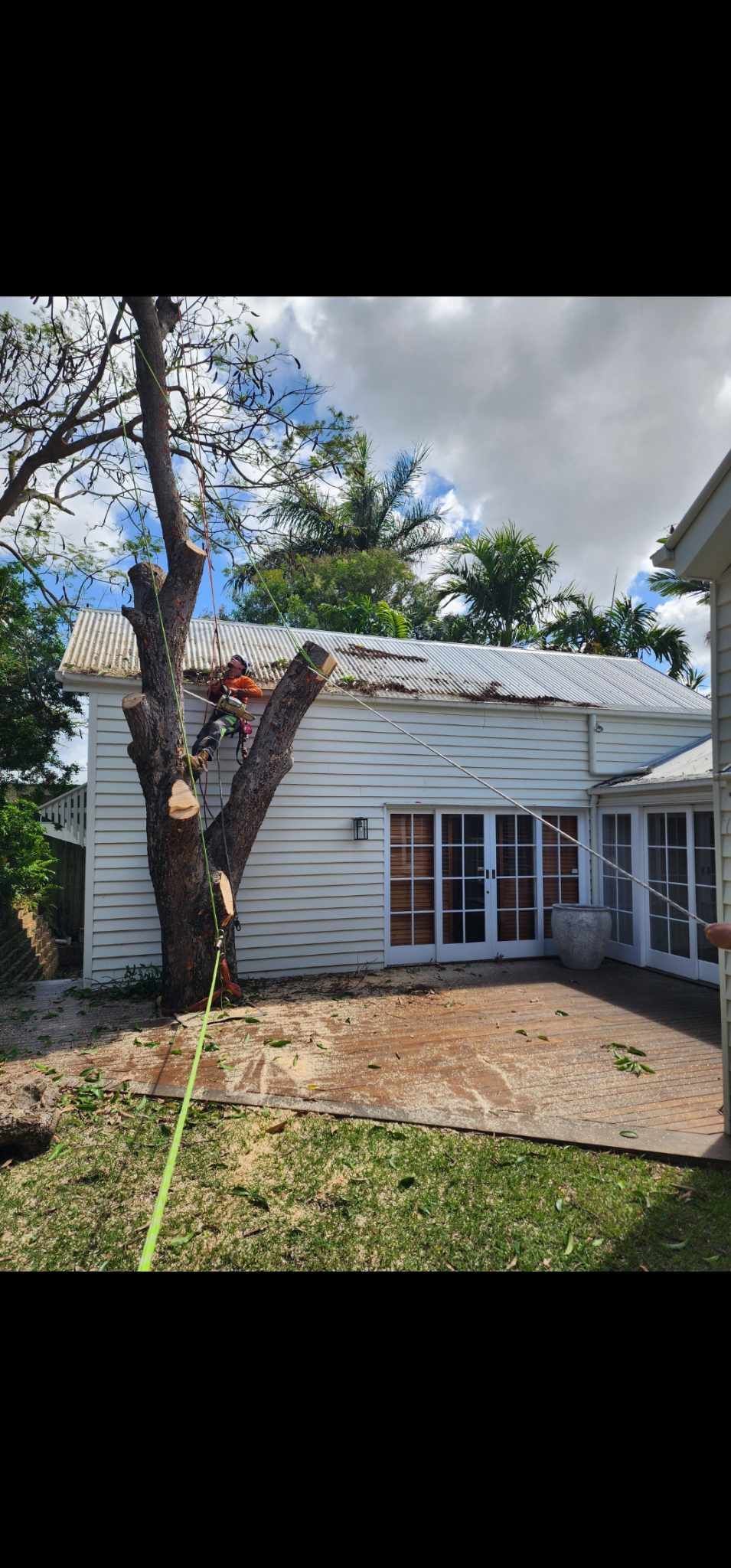 A man trimming a tree — Barlows Tree Services in Rockhampton, QLD