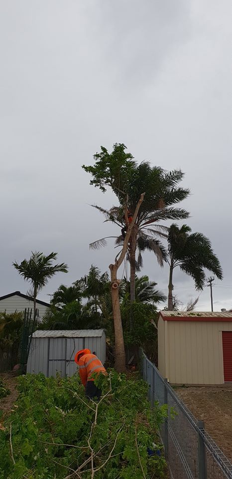 Man Cutting A Tree On A Cloudy Day — Barlows Tree Services in Rockhampton, QLD