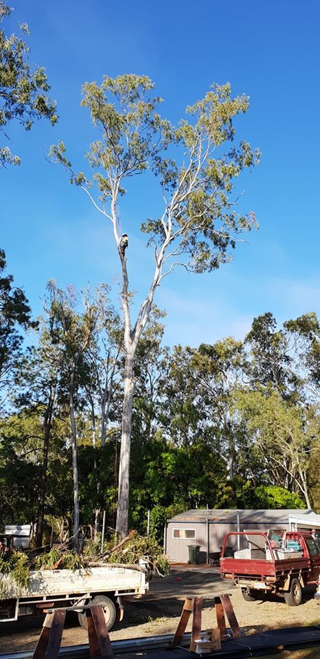 A Tall Tree — Barlows Tree Services in Rockhampton, QLD