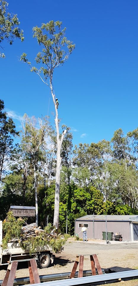 A Trimmed Tree — Barlows Tree Services in Rockhampton, QLD