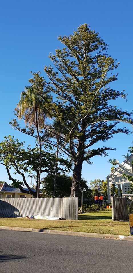 A Large Tree — Barlows Tree Services in Rockhampton, QLD
