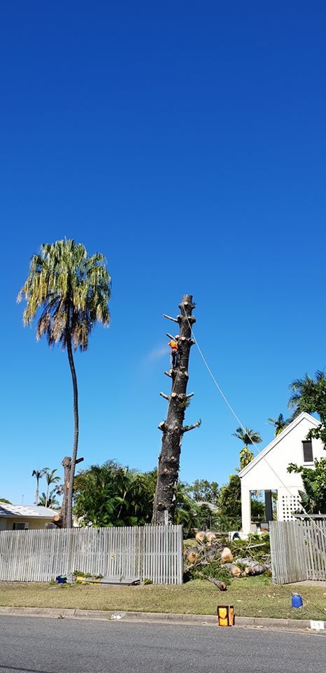 Rope Attached To A Tree — Barlows Tree Services in Rockhampton, QLD