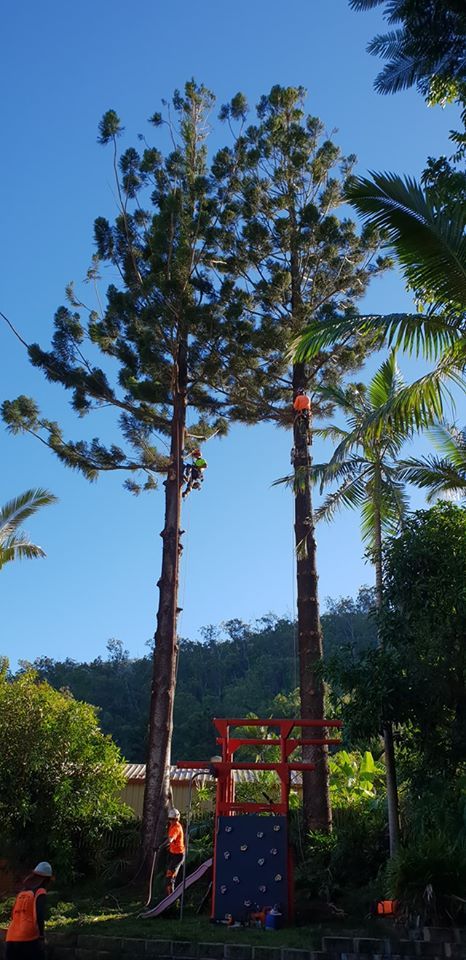 Men Trimming A Tree On The Backyard — Barlows Tree Services in Rockhampton, QLD