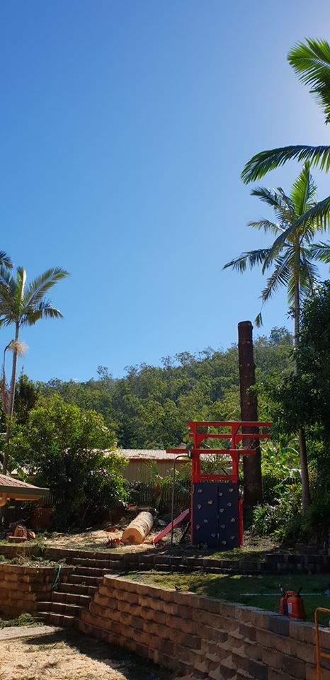 A Trimmed Tree On The Backyard — Barlows Tree Services in Rockhampton, QLD