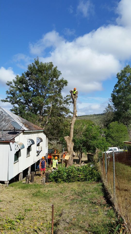 arborists cutting tree down near home