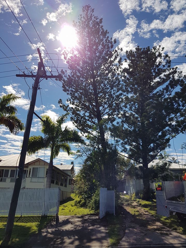 Sunlight Behind The Tree  — Barlows Tree Services in Rockhampton, QLD