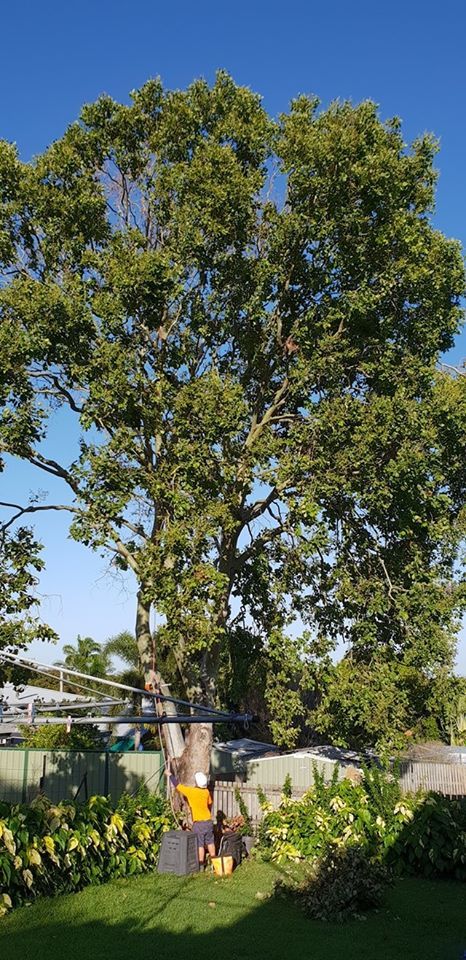 Backyard Tree — Barlows Tree Services in Rockhampton, QLD