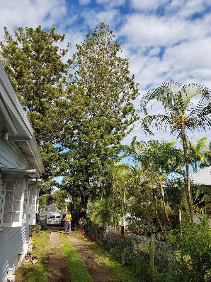 Trees On The Garden  — Barlows Tree Services in Rockhampton, QLD
