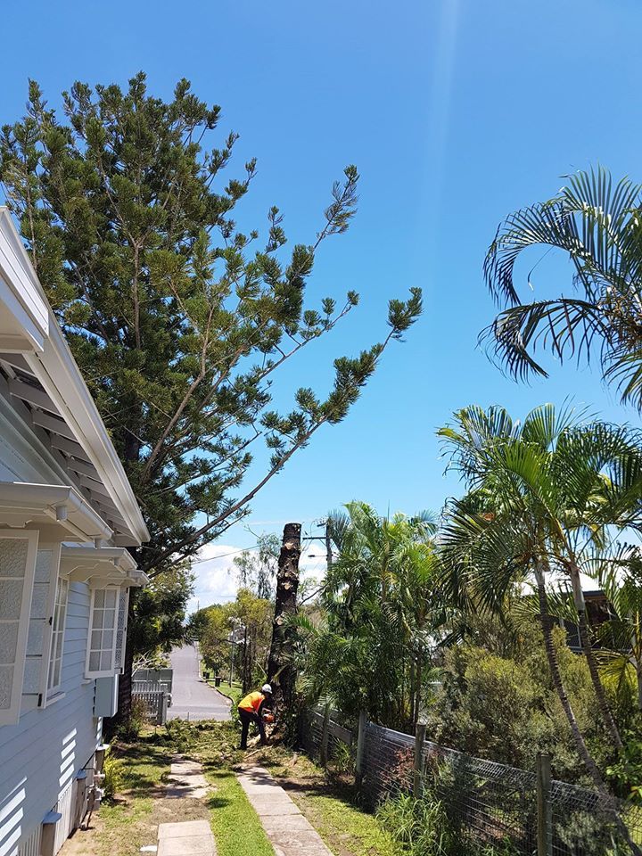 A  Tree Removed On The Garden  — Barlows Tree Services in Rockhampton, QLD