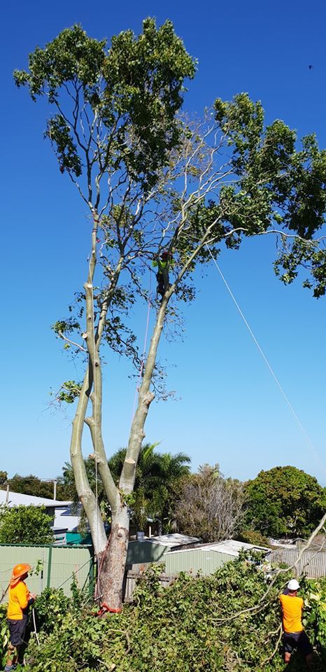 Men Cutting Trees — Barlows Tree Services in Rockhampton, QLD