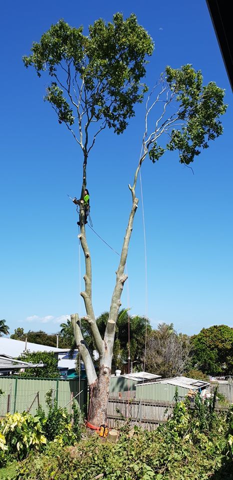 Man Climbing A Tree Trim Branches — Barlows Tree Services in Rockhampton, QLD