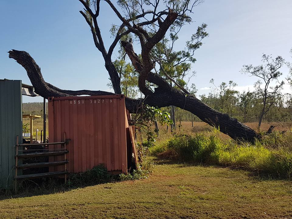 A Big Tree Fall in a Container Van in the Rockhampton