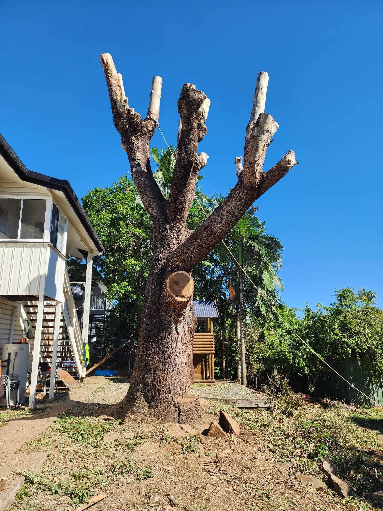 Tree Branch Removal — Barlows Tree Services in Rockhampton, QLD