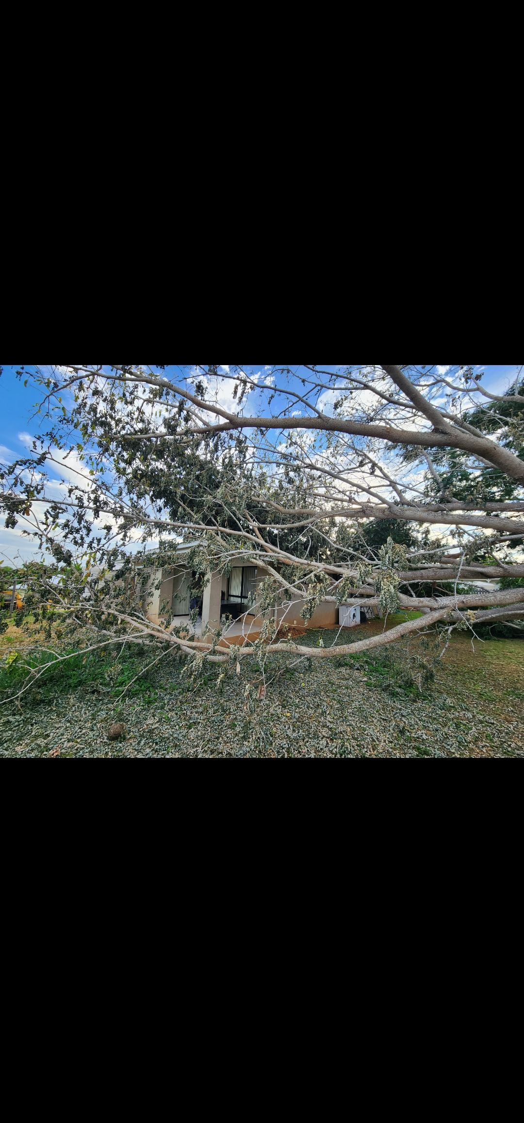 A fallen tree after tree services — Barlows Tree Services in Rockhampton, QLD