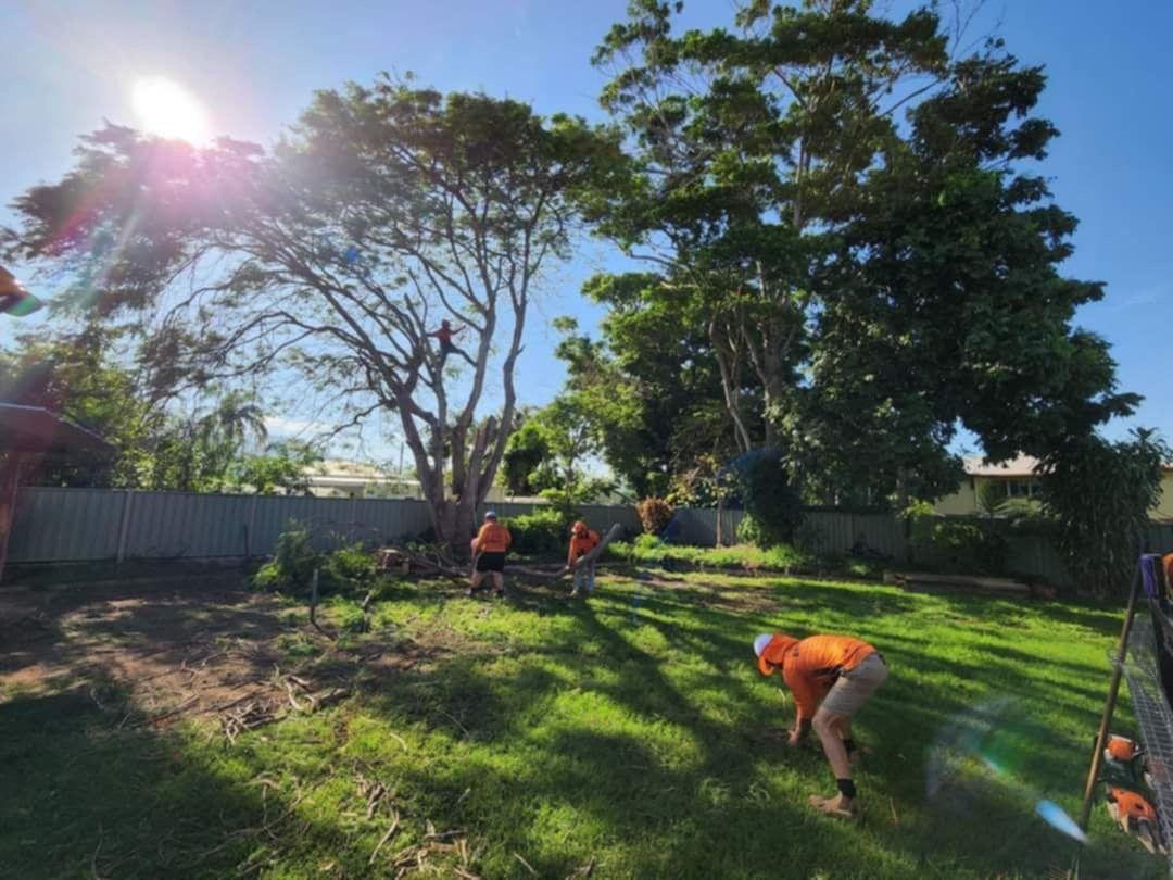 tree trimming rockhampton — Barlows Tree Services in Rockhampton, QLD