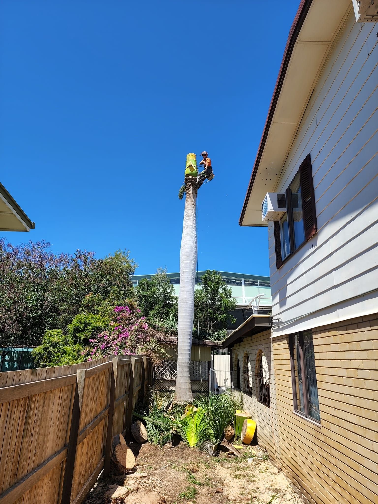 Worker Climbing a Palm Tree Beside a House