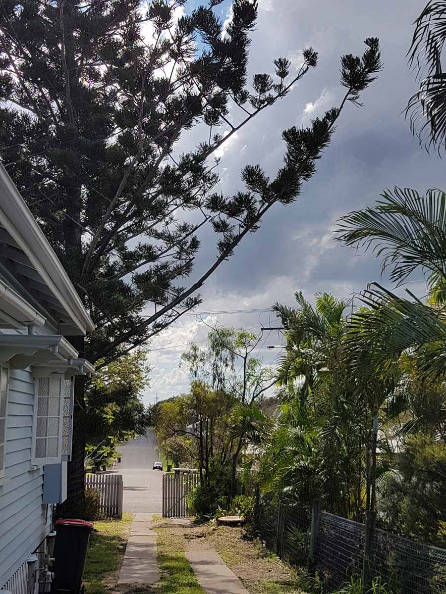 Yard After Tree Removal  — Barlows Tree Services in Rockhampton, QLD