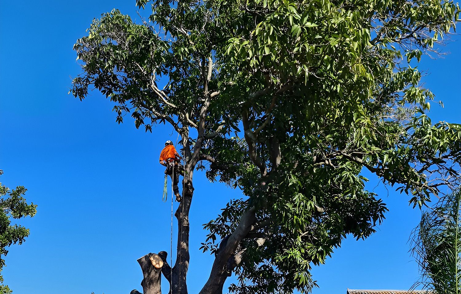 Arborist in Orange Safety Gear Trimming a Large Tree