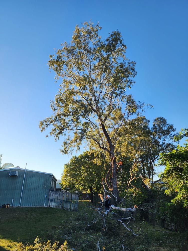 Arborist Trimming A Large Tree — Barlows Tree Services in Rockhampton, QLD