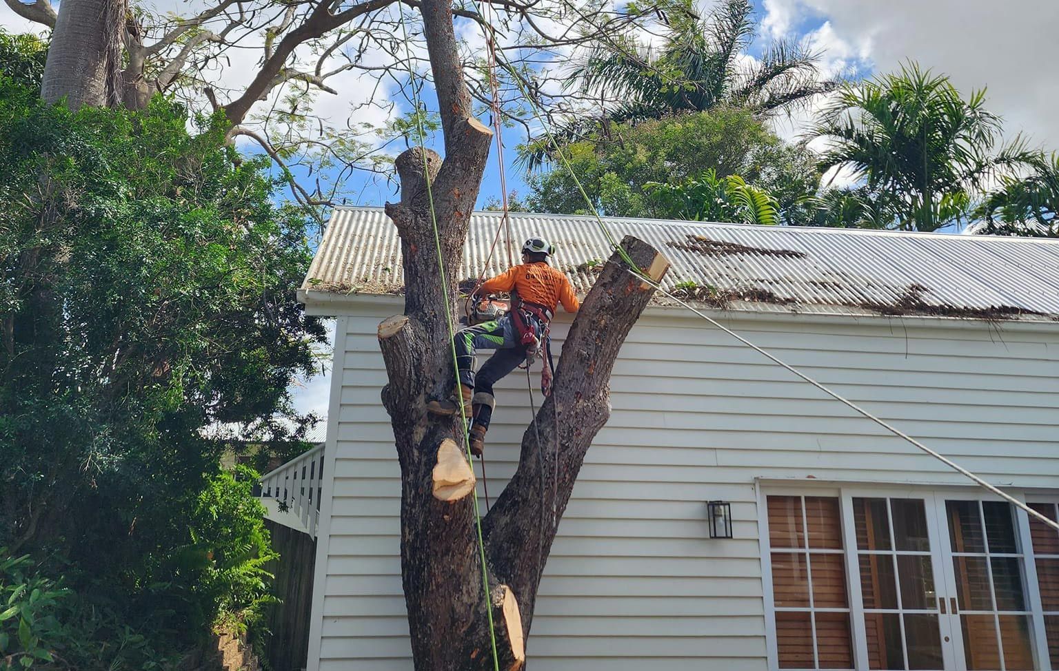 Arborist With Harness Cutting A Tree