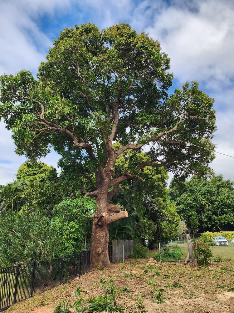 Ongoing Trimming To A Large Tree — Barlows Tree Services in Rockhampton, QLD