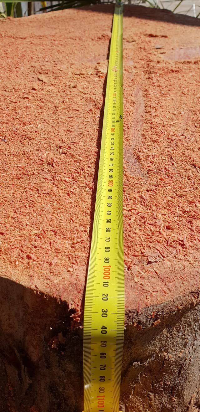 Tape Measure Showing Size of Tree Trunk — Barlows Tree Services in Rockhampton, QLD