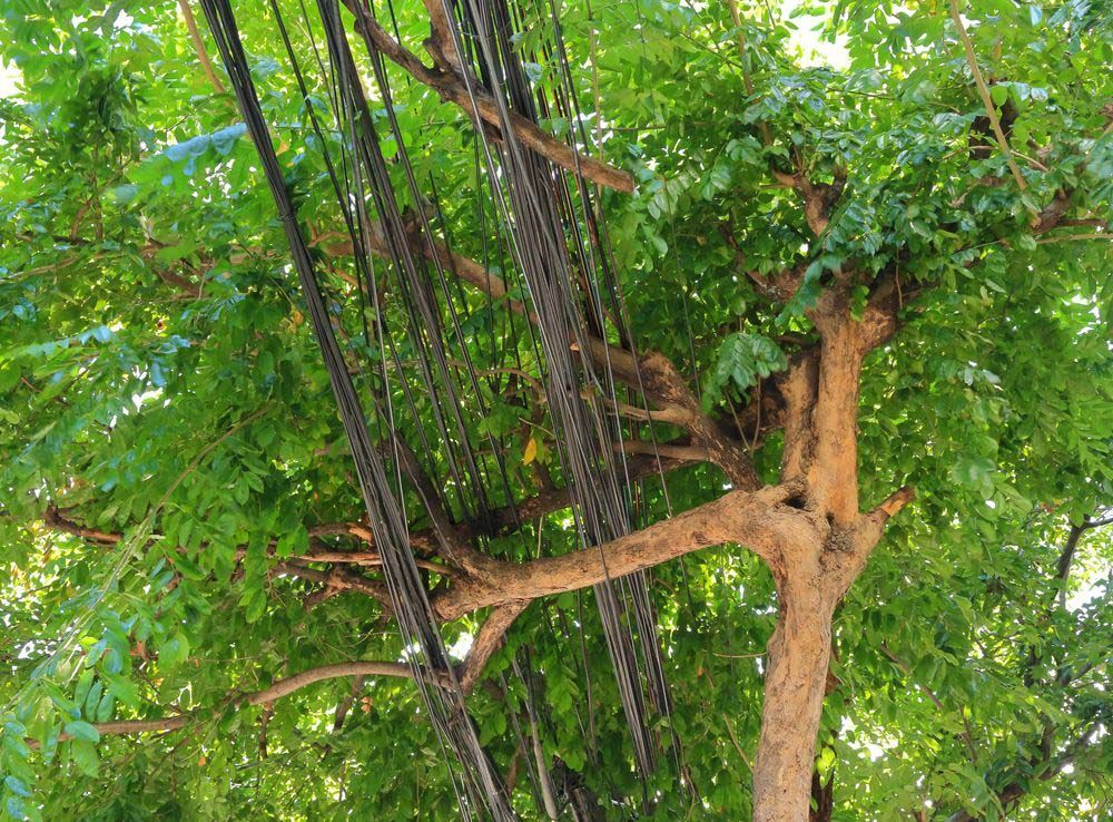 Power Lines Run Into Overgrown Tree