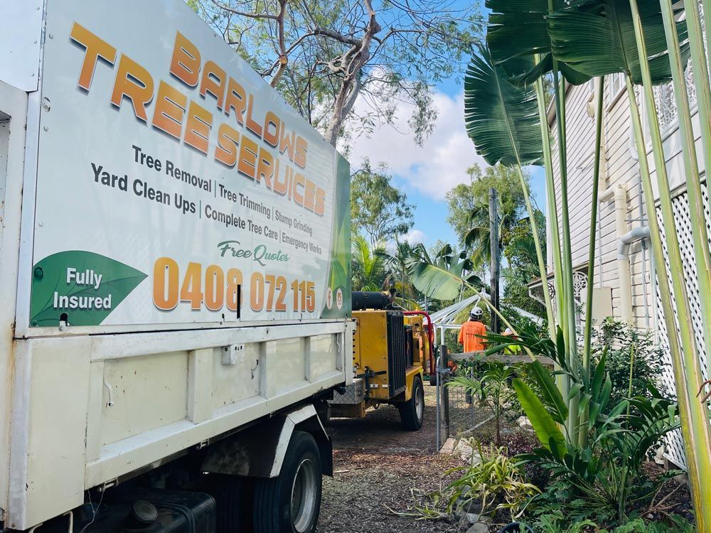 Tree Removal and Clearing in Process