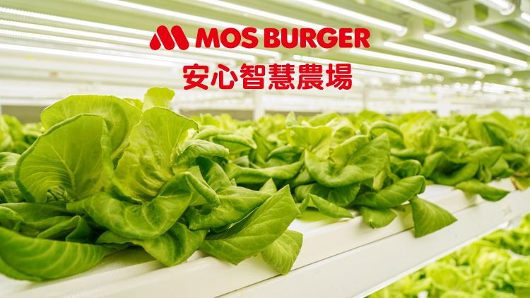 【免運】★美安獨家★摩斯安心智慧農場生菜組合