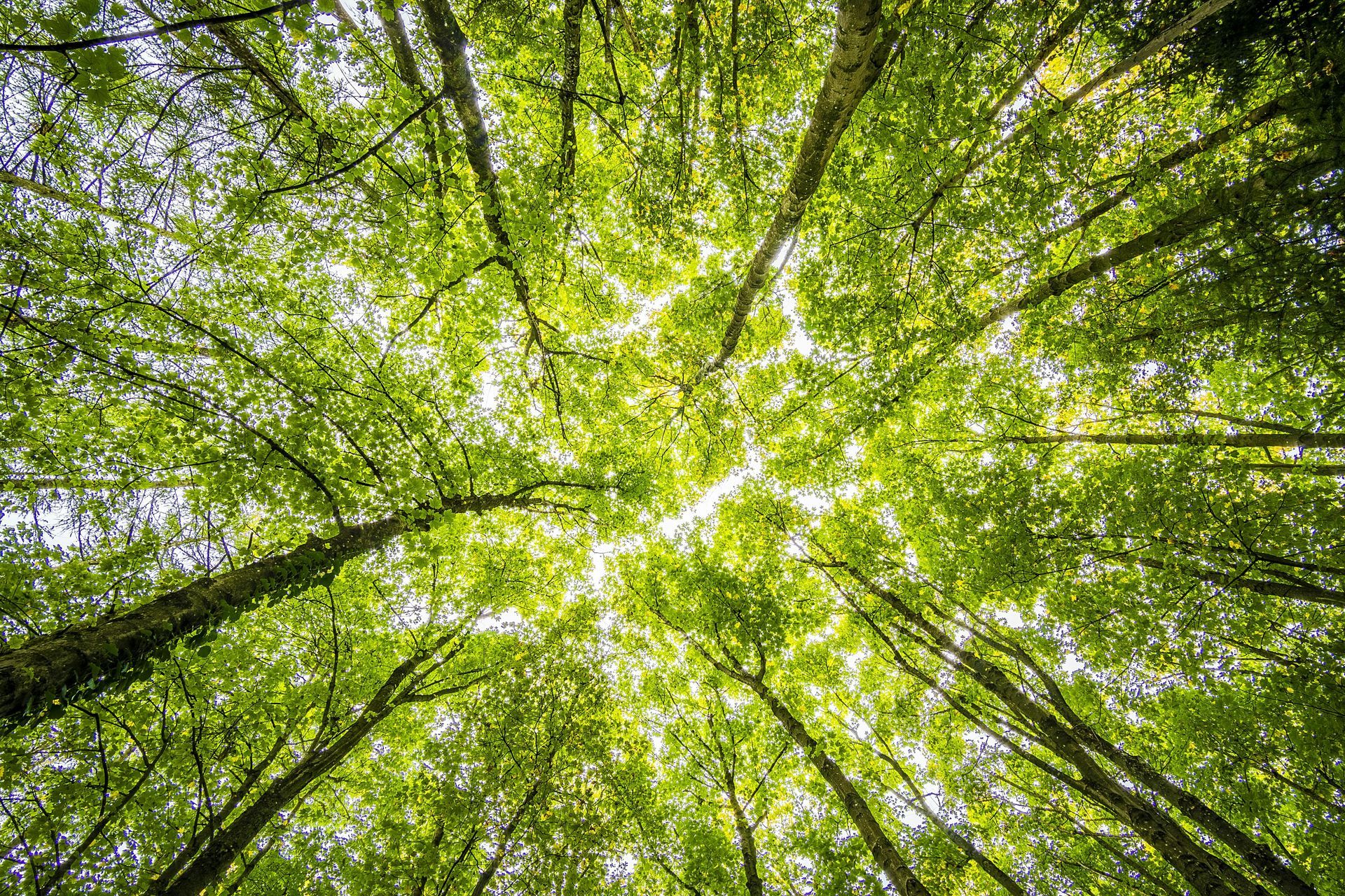 Looking up through green leafy trees, sunlight filtering through the canopy.