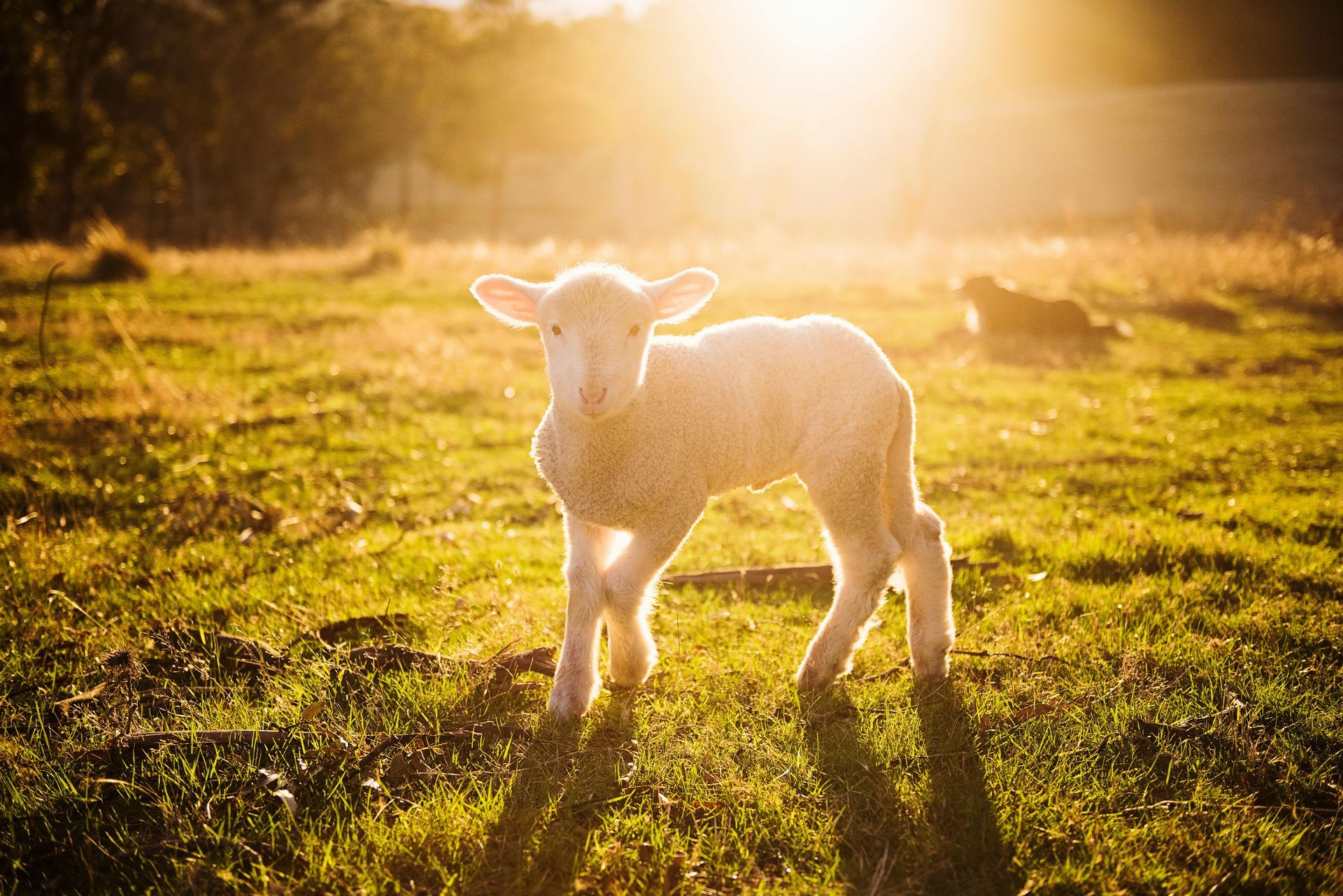 Lamb in a sunlit grassy field, bathed in golden light.