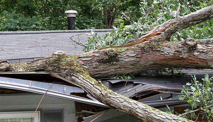 Tree Has Fallen on The Roof of A House — Ocala, FL — Invictus Real Estate, LLC