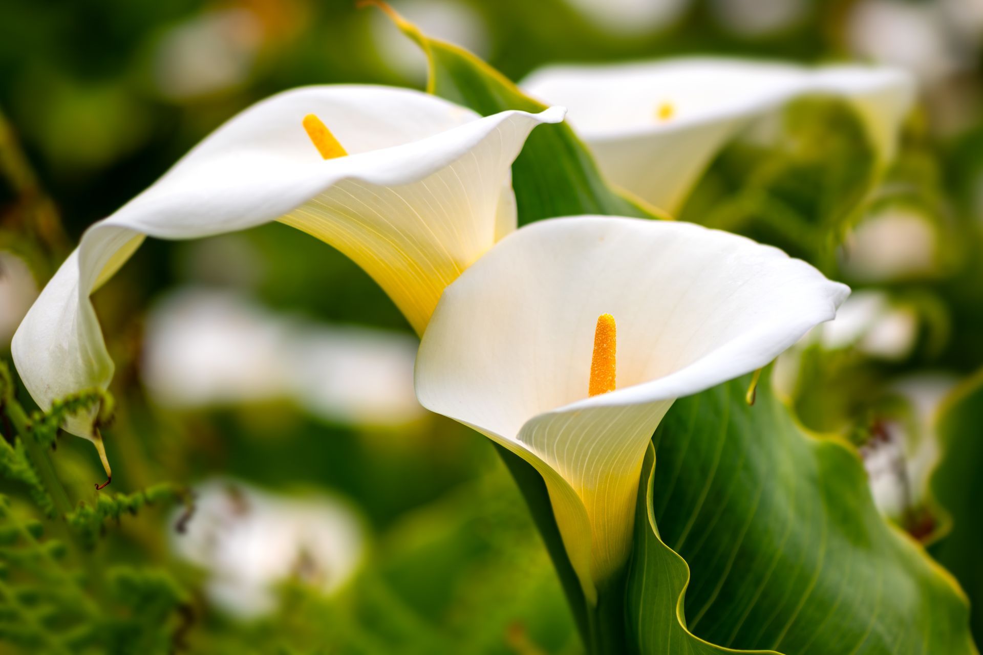 A close up of a white flower with a yellow center