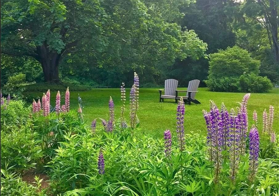 A lawn with purple flowers and chairs in the background