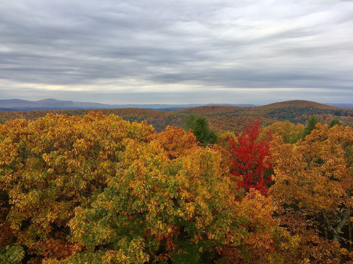 A view of a forest with trees that are changing colors in the fall