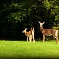 A couple of deer standing next to each other in a grassy field.