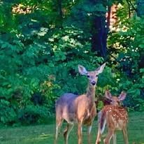 A couple of deer standing next to each other in a field.