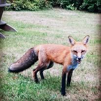 A red fox is standing in the grass in a yard.