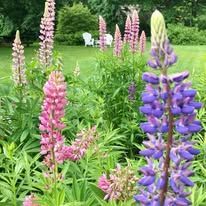 A bunch of pink and purple flowers are growing in a garden.