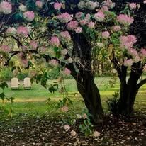 A tree with pink flowers in a park with chairs in the background.