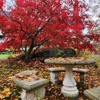 A stone picnic table and stone benches under a tree with red leaves.
