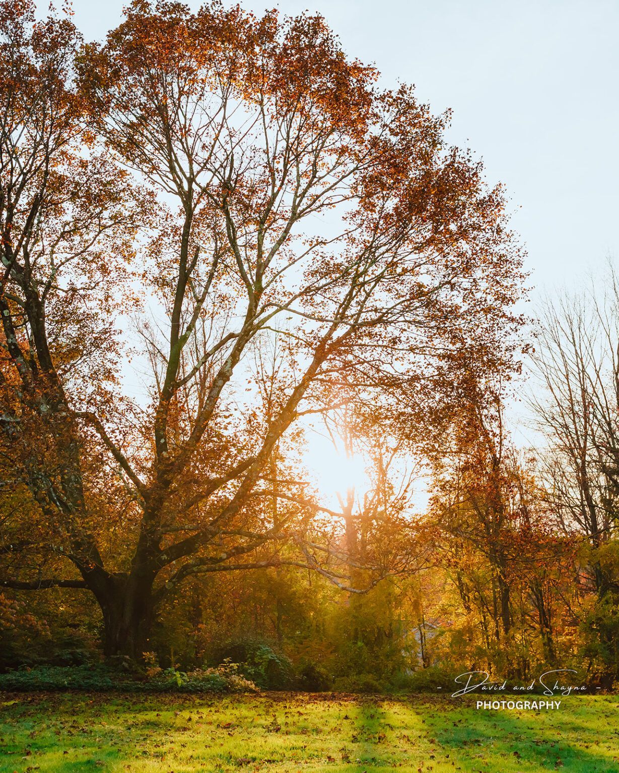 The sun is shining through the trees in the park