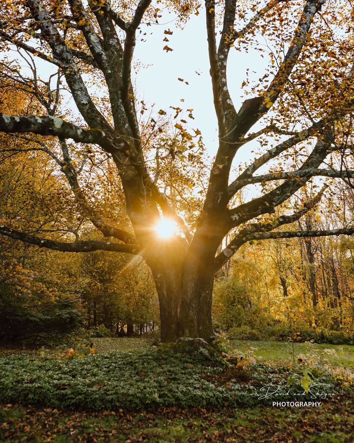 The sun is shining through the branches of a tree.