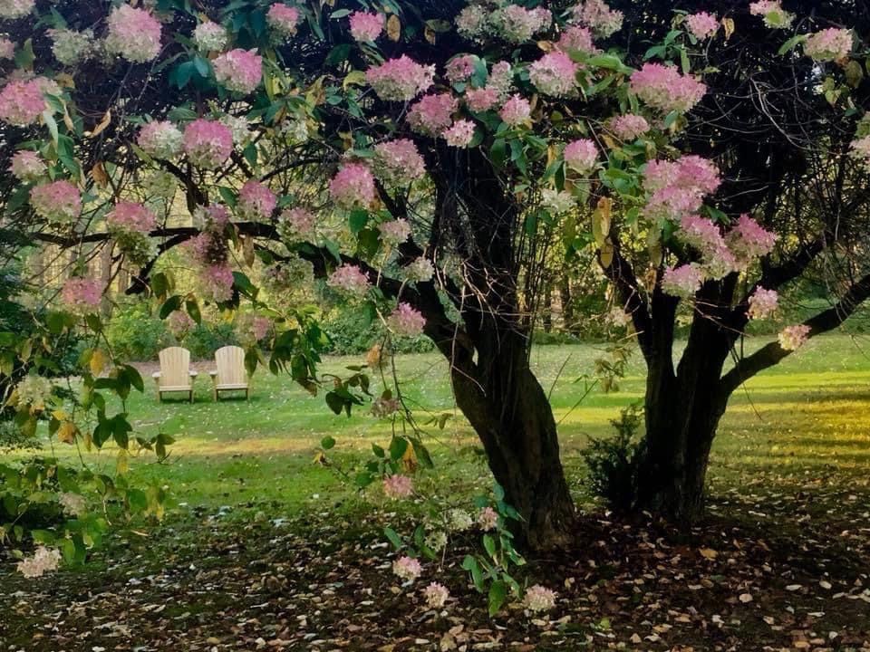 A tree with pink flowers in a park with chairs in the background