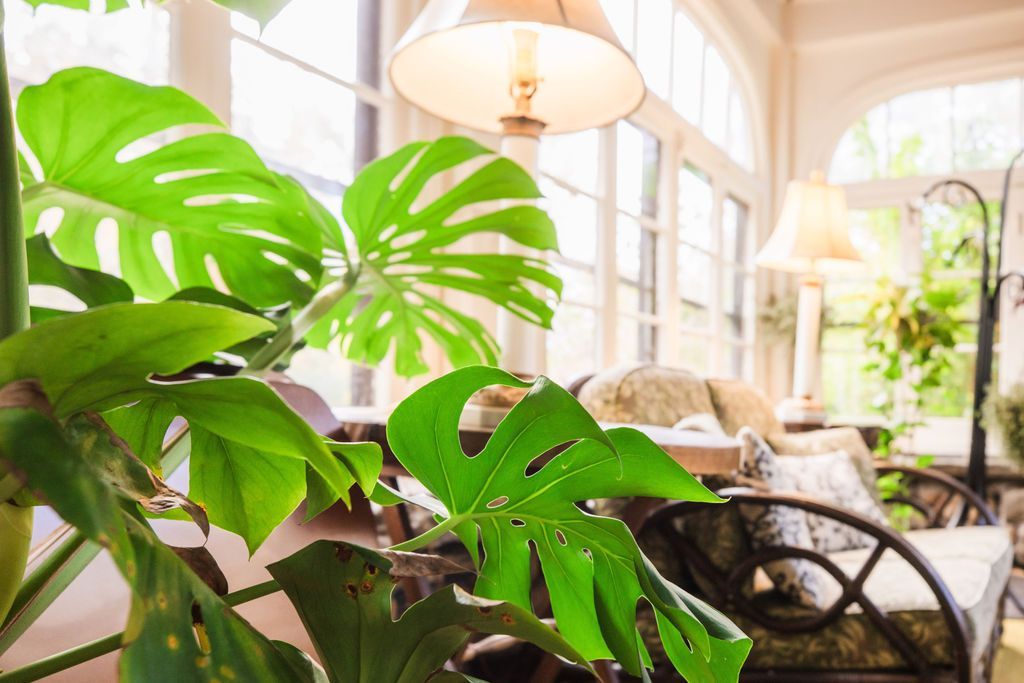 A sun room with a lot of windows and a plant in the foreground.