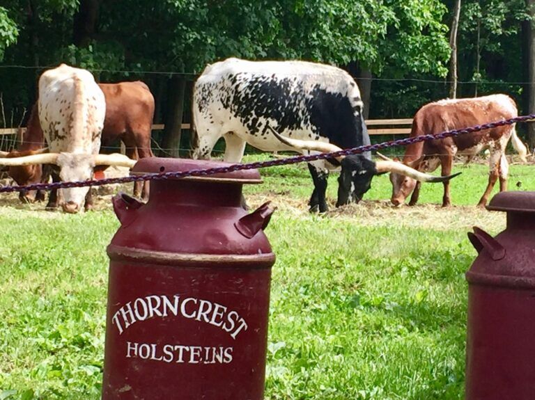 Cows grazing in a field behind a thorncrest milk can